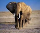 Sırada yürüyen fil